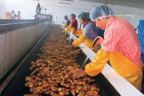 黑埠子大姜最新價格概覽，市場走勢、分析與購買指南