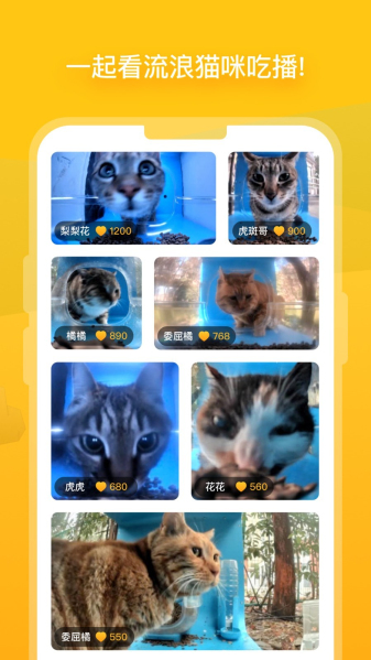 貓咪最新版本2025，探索小巷中的特色貓咪小店